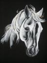 foto: Dámské tričko bílý kůň