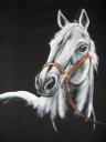 foto: Dámské tričko kůň bílý s uzdečkou